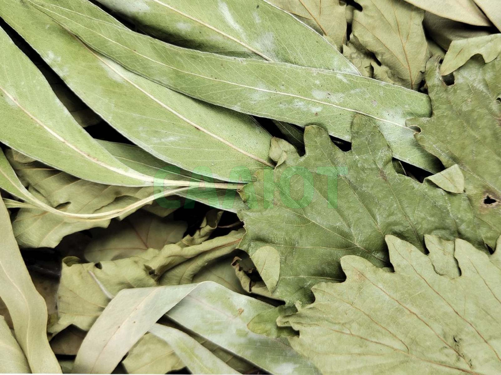 Веник дубовый "Экстра" с эвкалиптом в упаковке