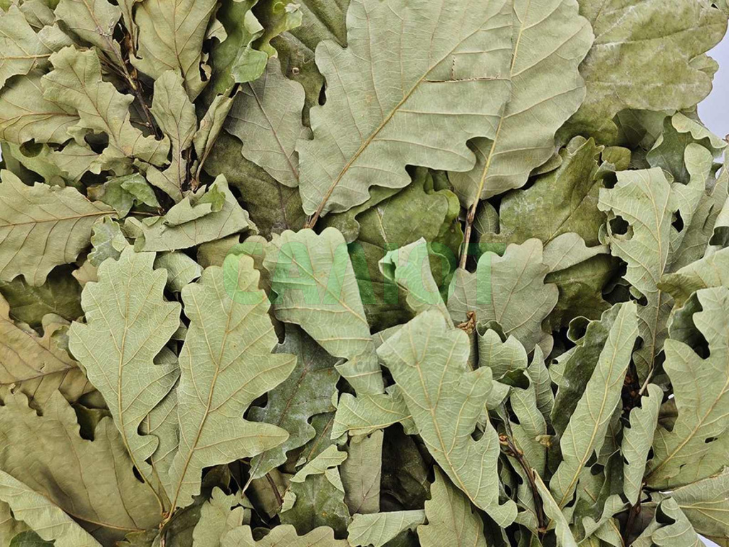 Веник "Экстра" кавказский дуб в упаковке